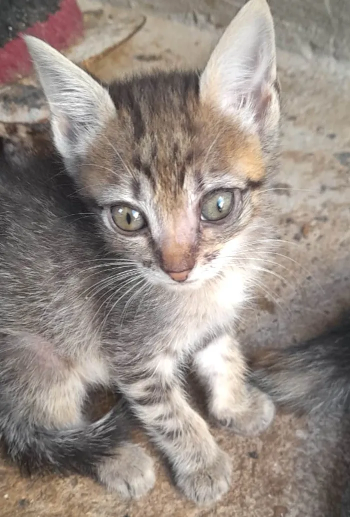 Gato ra a Mestico  idade 2 a 6 meses nome Pingo 