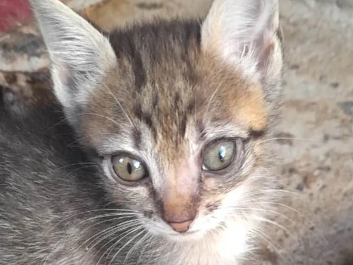 Gato ra a Mestico  idade 2 a 6 meses nome Pingo 