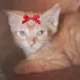 Cléo 