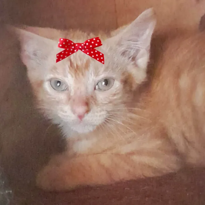 Gato ra a Mestica  idade 2 a 6 meses nome Cléo 