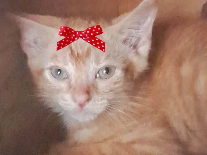 Gato ra a Mestica  idade 2 a 6 meses nome Cléo 
