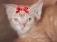 Cléo