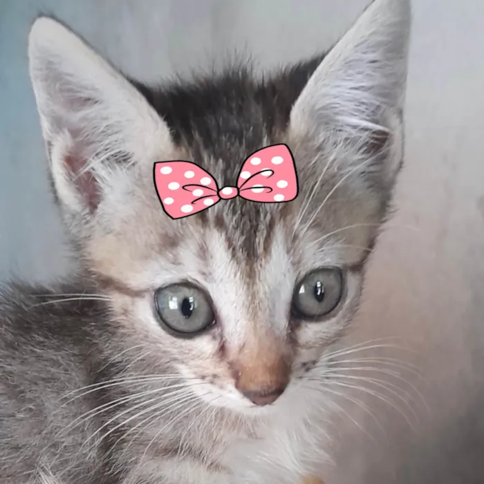 Gato ra a Mestica  idade 2 a 6 meses nome Sissi 