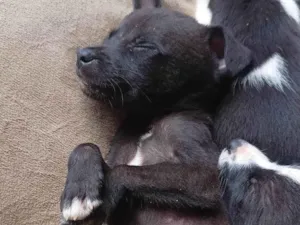 Cachorro raça SRD-ViraLata idade Abaixo de 2 meses nome Sem nome 