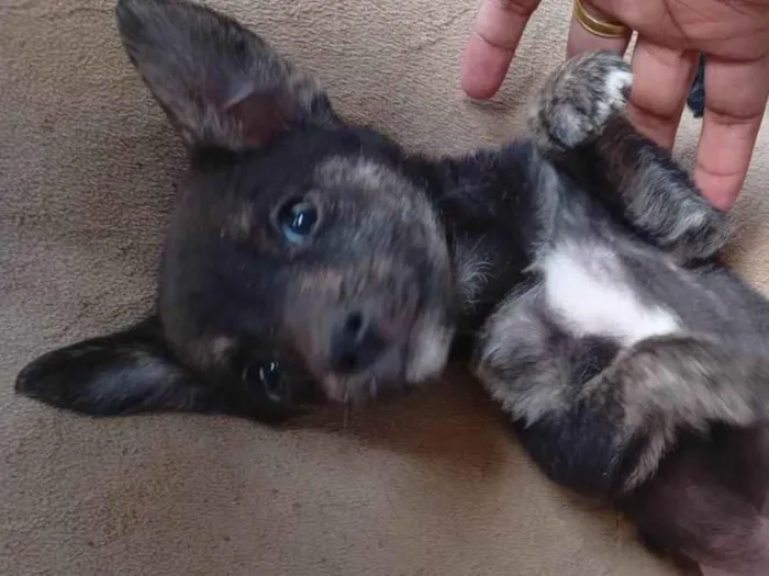 Cachorro ra a SRD-ViraLata idade Abaixo de 2 meses nome Sem nome 