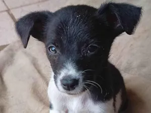 Cachorro raça SRD-ViraLata idade Abaixo de 2 meses nome Sem Nome 