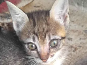 Gato raça Mestico  idade 2 a 6 meses nome Pingo 