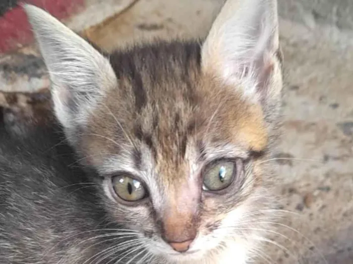 Gato ra a Mestico  idade 2 a 6 meses nome Pingo 