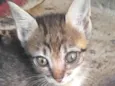 Pingo