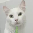 Floquinho 