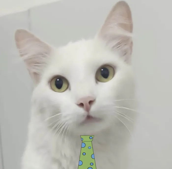Gato ra a Mestico  idade 7 a 11 meses nome Floquinho 