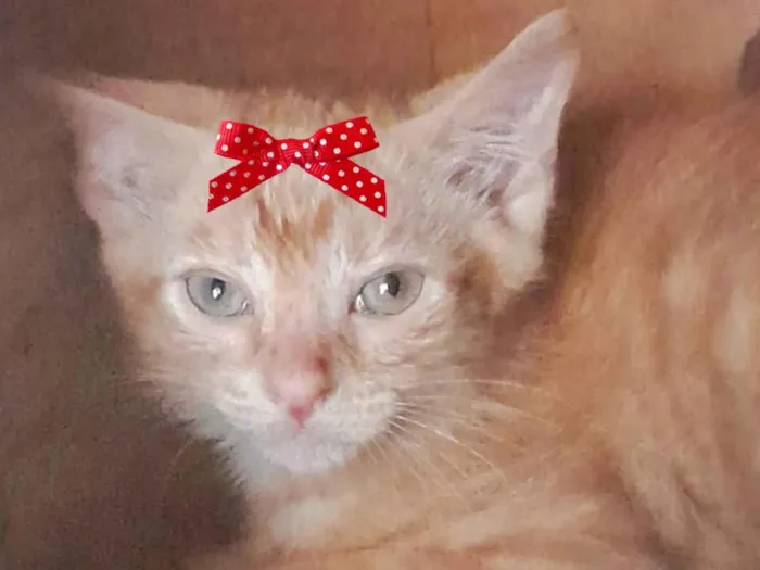 Gato ra a Mestica  idade 2 a 6 meses nome Cléo 
