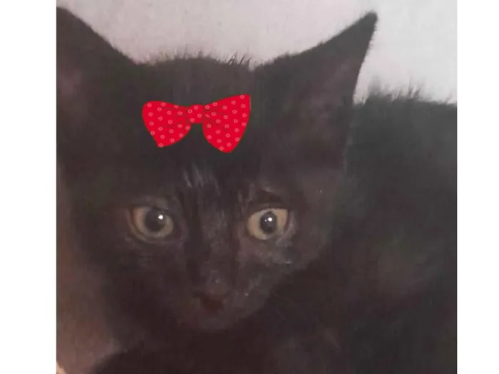 Gato ra a Mestica  idade 2 a 6 meses nome Rubi 