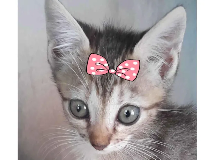 Gato ra a Mestica  idade 2 a 6 meses nome Sissi 