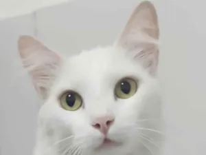 Gato raça Mestico  idade 7 a 11 meses nome Floquinho 