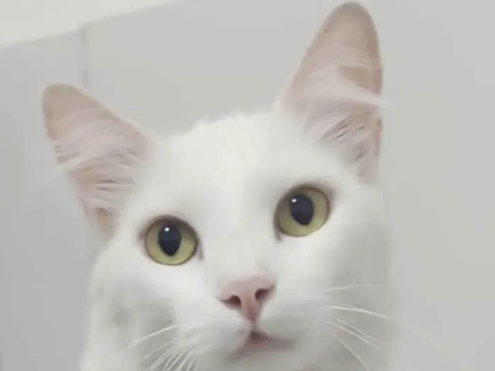 Gato ra a Mestico  idade 7 a 11 meses nome Floquinho 