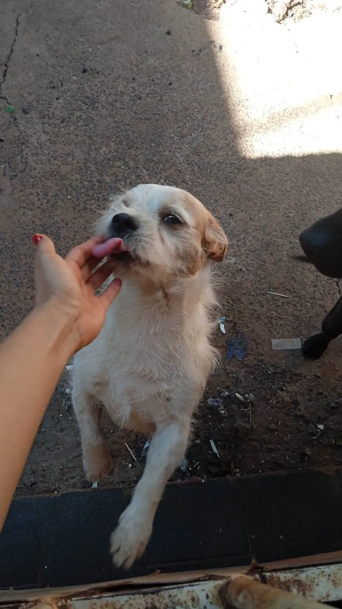 Cachorro ra a Indefinida  idade 3 anos nome Boby