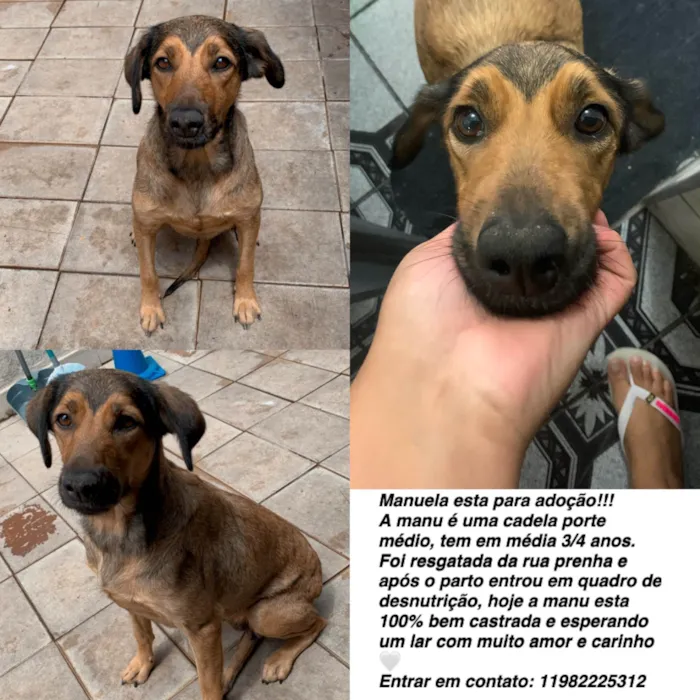 Cachorro ra a SRD-ViraLata idade 4 anos nome Manuela