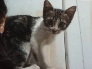 Gato raça SRD-ViraLata idade 2 a 6 meses nome Chico Moedas 