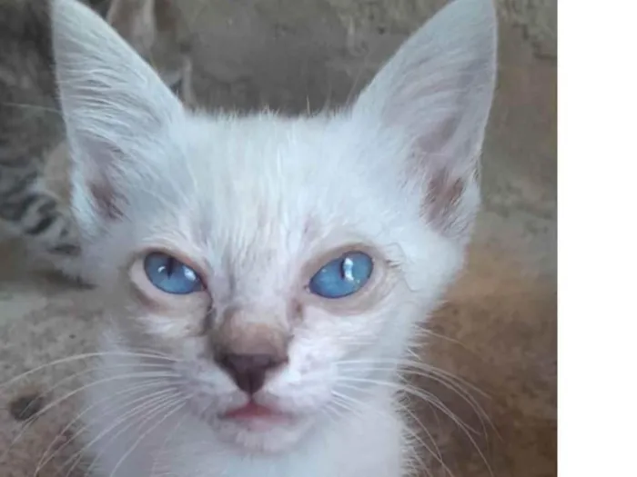 Gato ra a Mestico  idade 2 a 6 meses nome Teo 