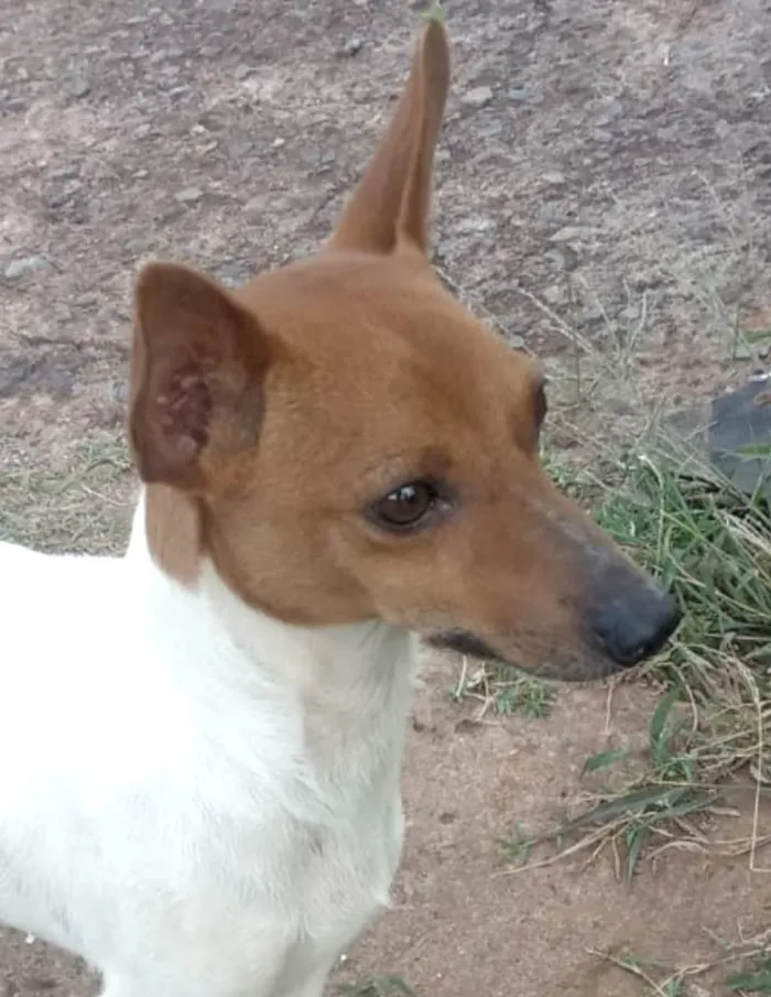 Cachorro ra a Fox Terrier idade 7 a 11 meses nome Snoop 