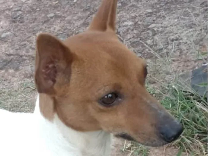 Cachorro ra a Fox Terrier idade 7 a 11 meses nome Snoop 