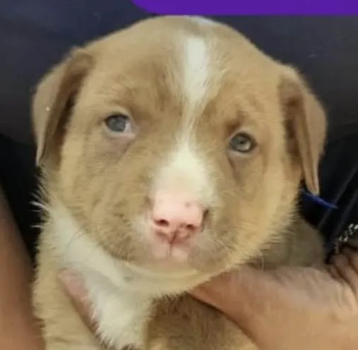 Cachorro ra a Mestico  idade 2 a 6 meses nome Otto 