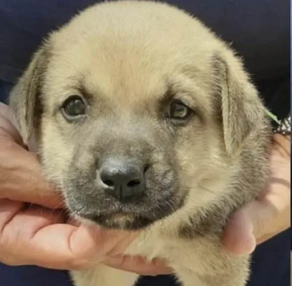 Cachorro ra a Mestico  idade 2 a 6 meses nome Bruce 