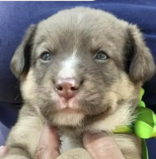 Cachorro ra a Mestico  idade 2 a 6 meses nome Fred 