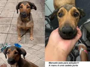 Cachorro raça SRD-ViraLata idade 4 anos nome Manuela