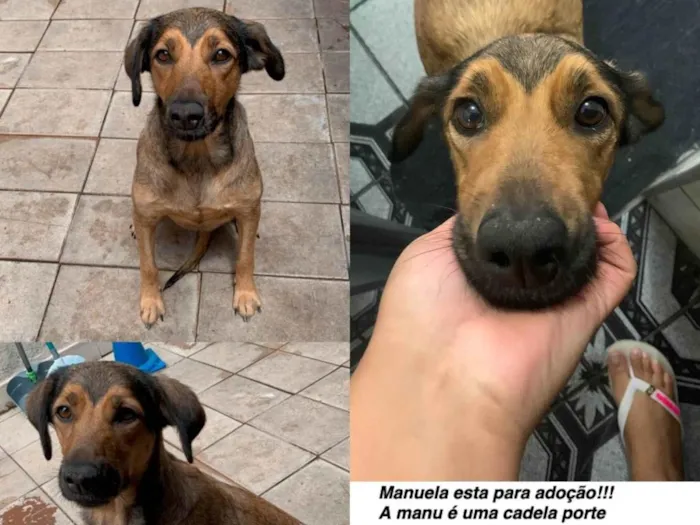 Cachorro ra a SRD-ViraLata idade 4 anos nome Manuela