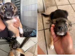 Cachorro raça SRD-ViraLata idade 2 a 6 meses nome Docinho