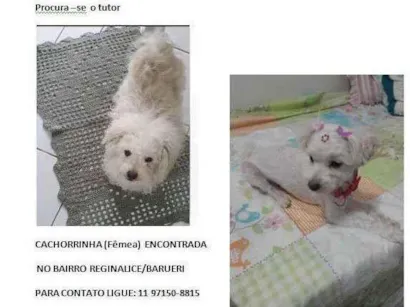 Cachorro raça poodle  idade 3 anos nome sem nome