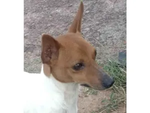 Cachorro raça Fox Terrier idade 7 a 11 meses nome Snoop 