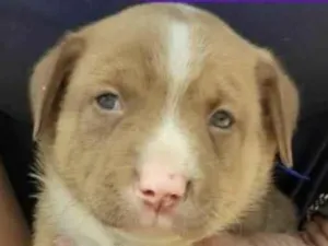 Cachorro raça Mestico  idade 2 a 6 meses nome Otto 