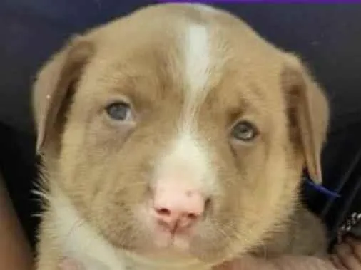 Cachorro ra a Mestico  idade 2 a 6 meses nome Otto 
