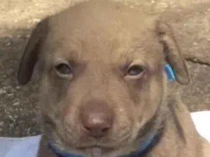 Cachorro raça Mestico  idade 2 a 6 meses nome Thor 