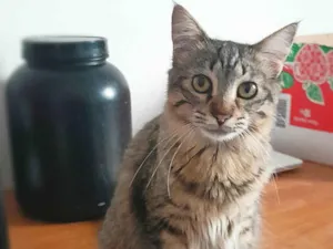 Gato raça srd idade 7 a 11 meses nome Bless