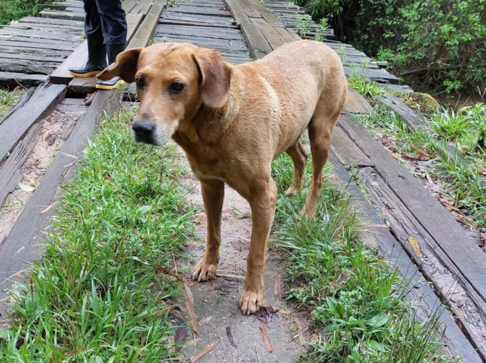 Cachorro ra a SRD vira lata idade 3 anos nome Bruno