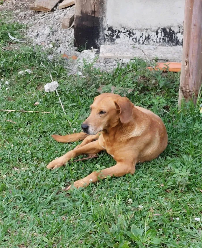 Cachorro ra a SRD vira lata idade 3 anos nome Bruno