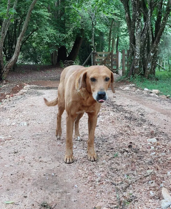 Cachorro ra a SRD vira lata idade 3 anos nome Bruno