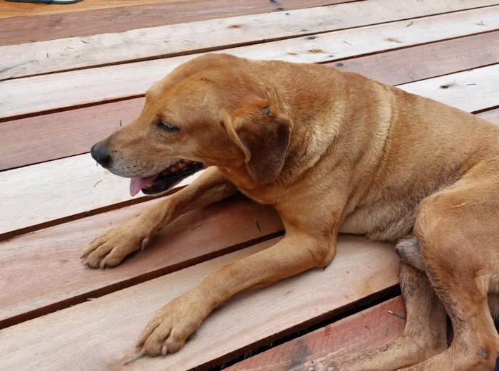 Cachorro ra a SRD vira lata idade 3 anos nome Bruno