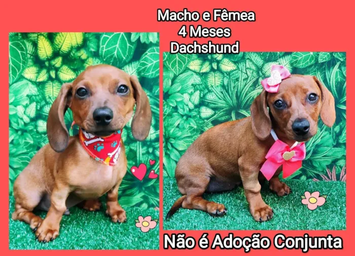 Cachorro raça Dachshund  idade 2 a 6 meses nome Bela e Beto 
