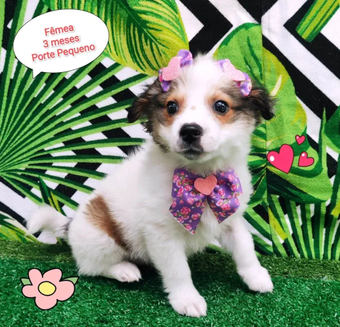 Cachorro ra a SRD-ViraLata idade 2 a 6 meses nome Tifany 