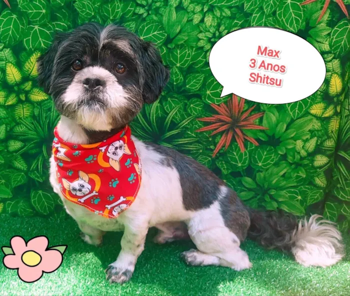 Cachorro ra a SRD-ViraLata idade 3 anos nome Max 