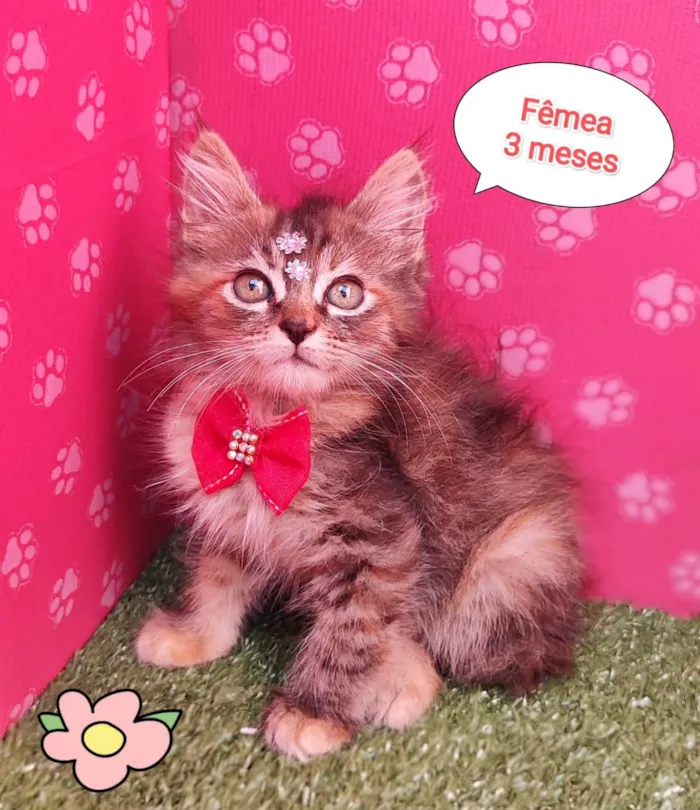 Gato ra a SRD-ViraLata idade 2 a 6 meses nome Gabi