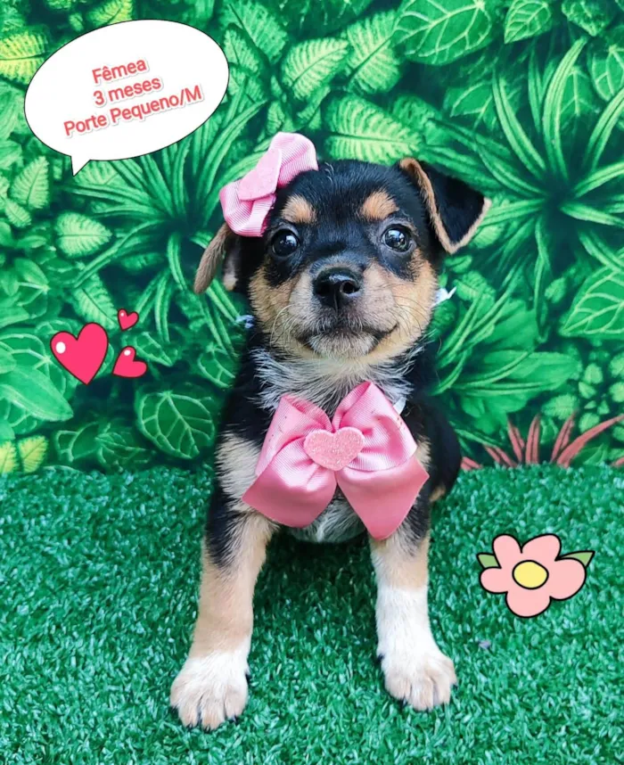 Cachorro ra a  idade 2 a 6 meses nome Miah 