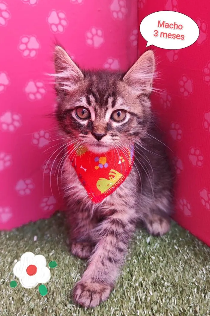 Gato ra a SRD-ViraLata idade 2 a 6 meses nome Bily
