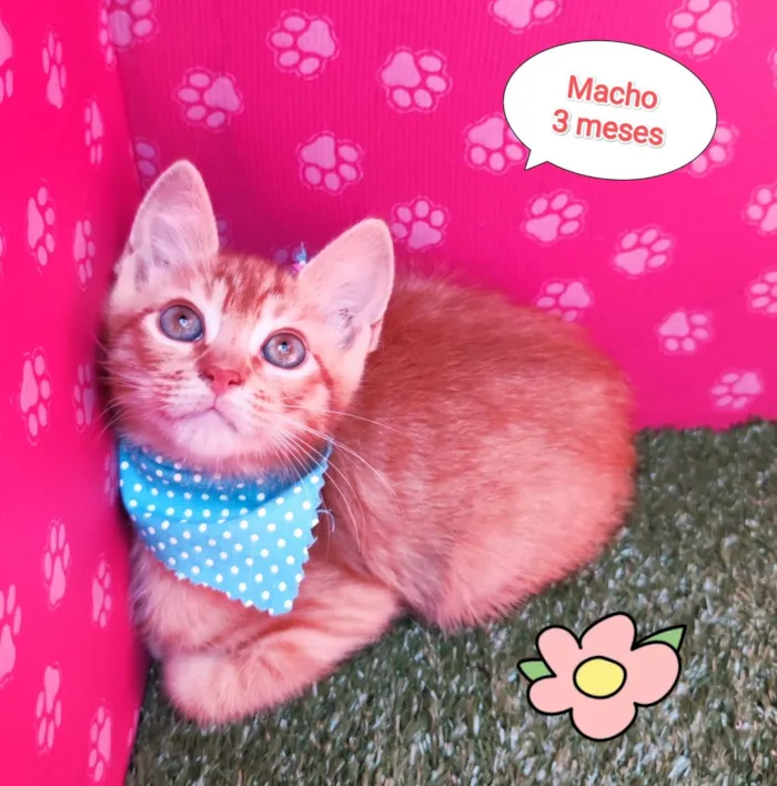 Gato ra a  idade 2 a 6 meses nome Yuri