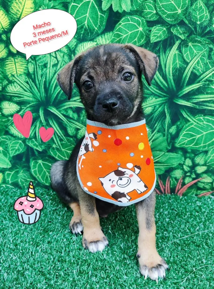 Cachorro ra a SRD-ViraLata idade 2 a 6 meses nome Rufous 